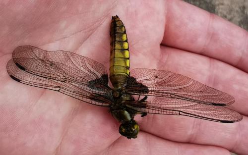Libellula depressa